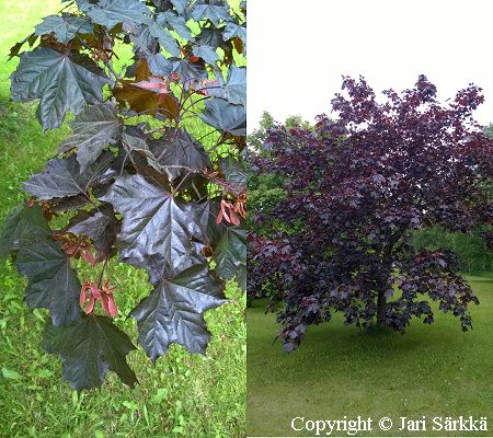 Acer platanoides 'Faassens Black', hurmevaahtera